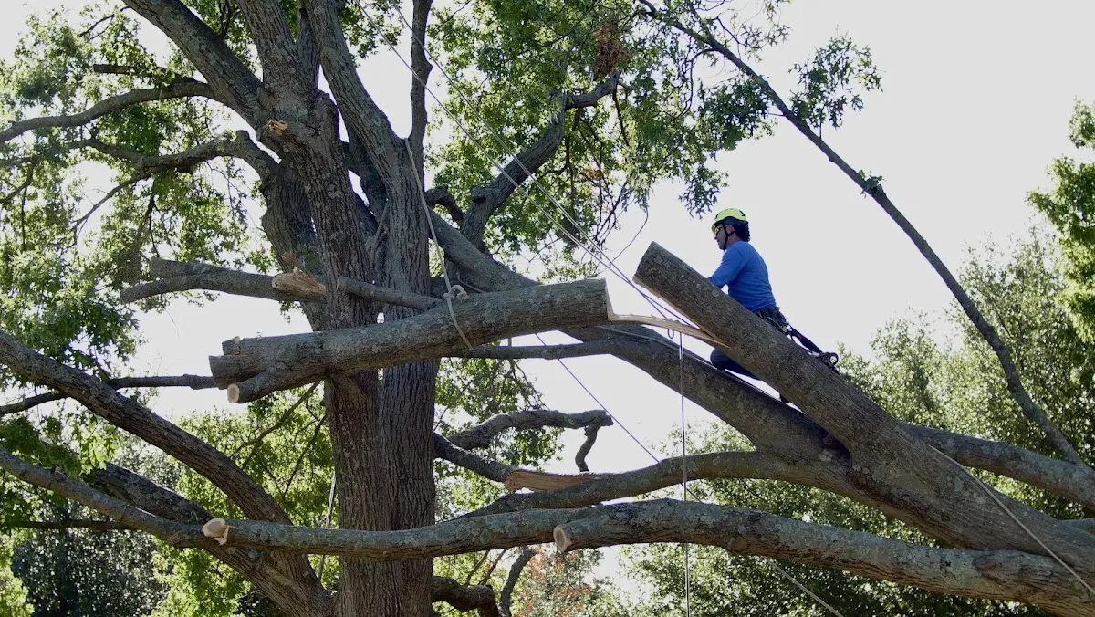 Professional Hazardous Tree Removal performed by certified arborists in Texhoma