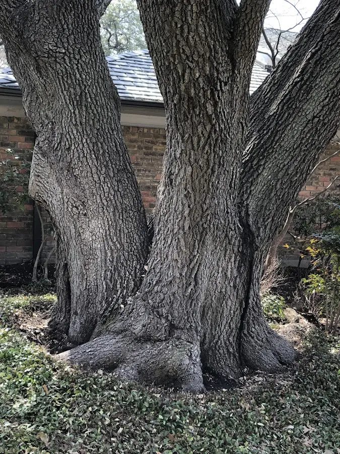 Mature heritage tree close to a Texhoma property cared for by certified arborists